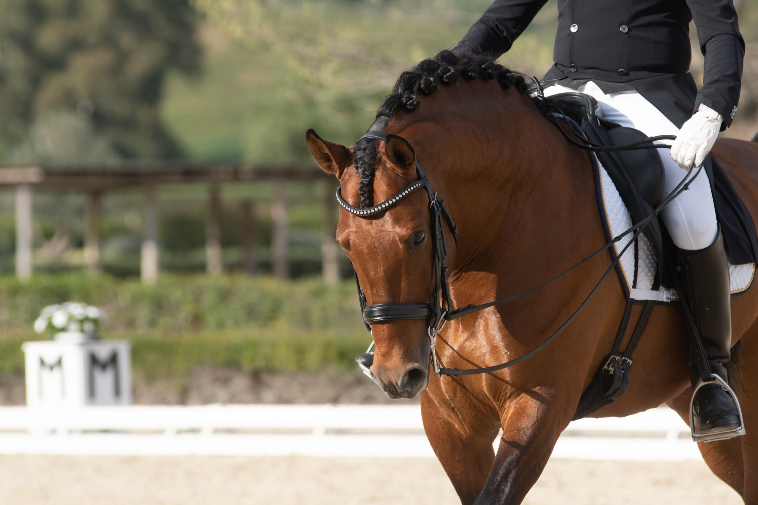 Encouraging Your Horse to Reach for the Bit: Tips for a Balanced, Responsive Ride